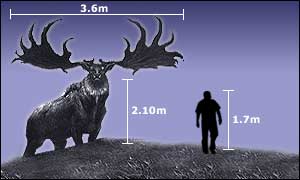 Giant Irish Deer