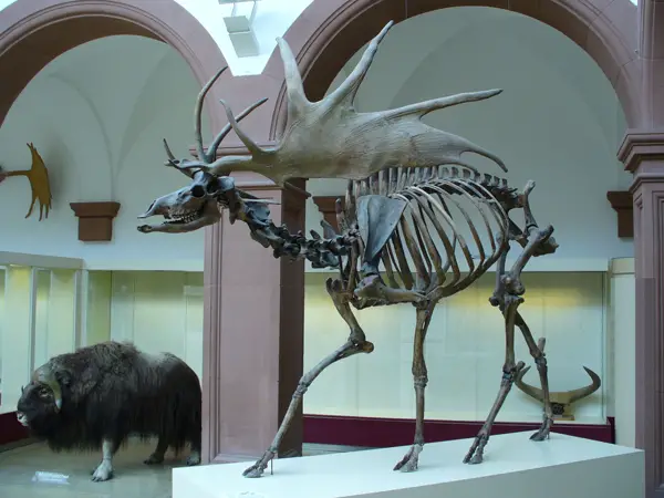 Diet Of The Irish Elk Vs Moose