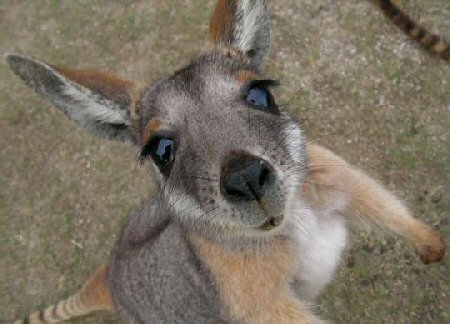 Kickboxing Kangaroos Take Over Street in Australia and ...