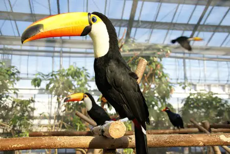 Toucans Sleeping