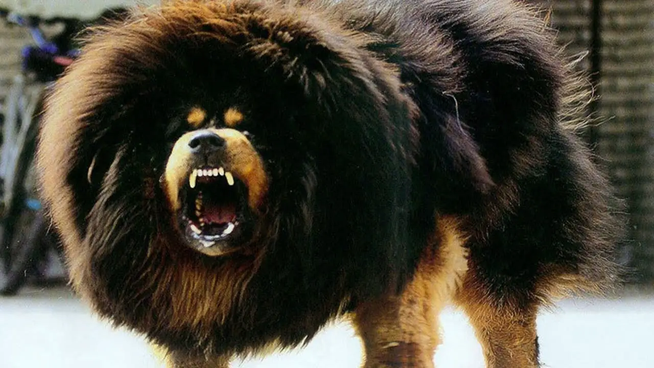 panda tibetan mastiff