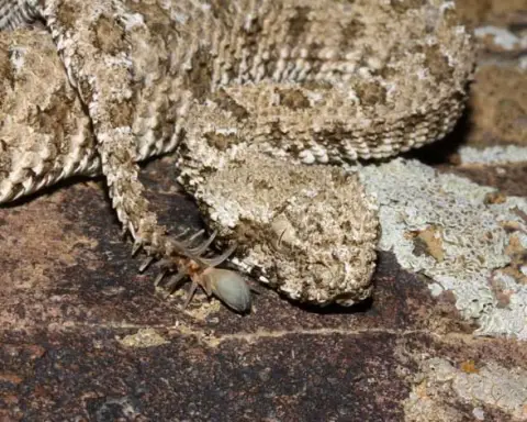 Persian viper / image source: Wikipedia