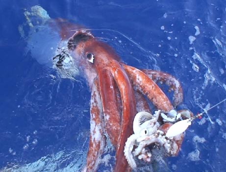 interesting facts about giant squid
