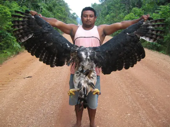 biggest eagle in the world