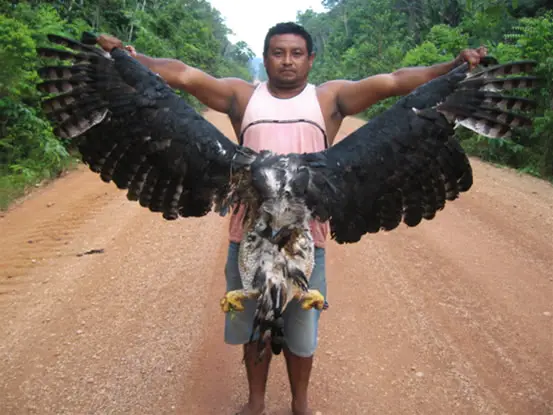 23+ Harpy Eagle Size Pics | angelinajoliecoolsagt
