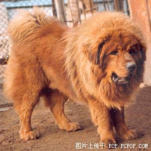 facts about tibetan mastiffs