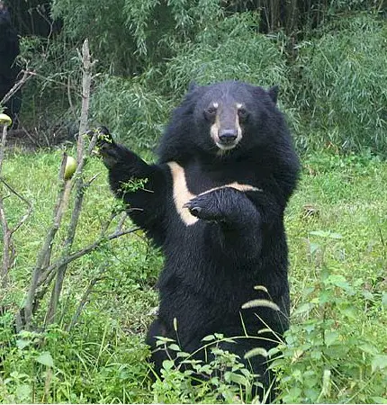 moon bear facts