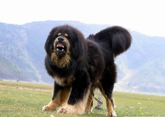 tibetan mastiff facts