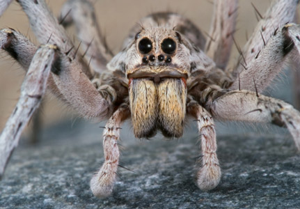 facts about wolf spiders