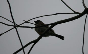 birds commit suicide