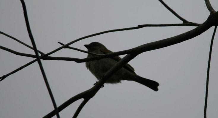 birds commit suicide