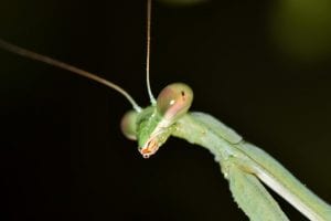 praying mantis eggs