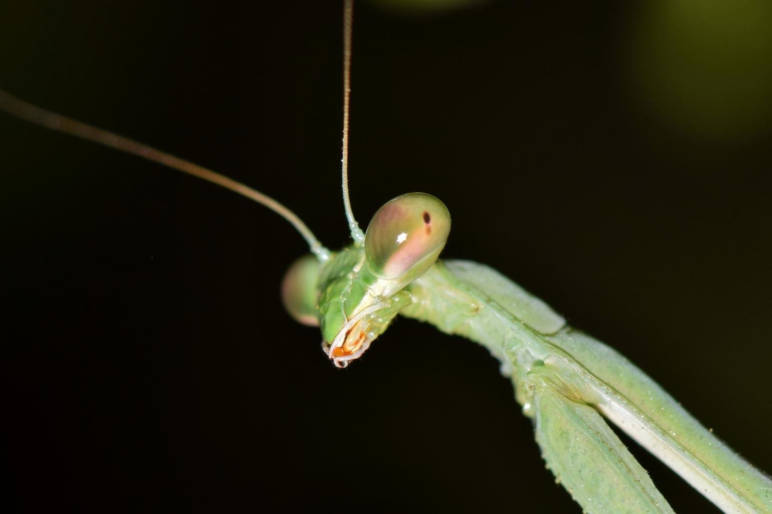 Praying Mantis Facts Eggs Eat Male vs Female Hurt You