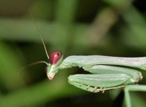 baby praying mantis