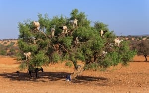 goats trees