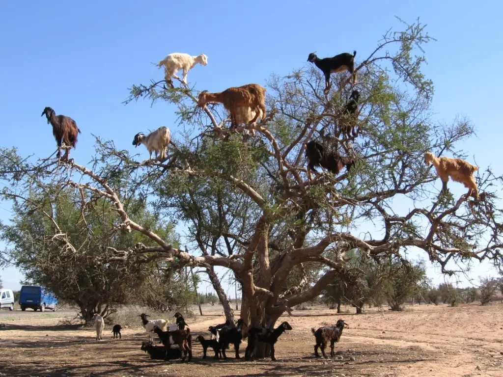 goats climbing trees