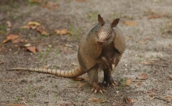 armadillo facts