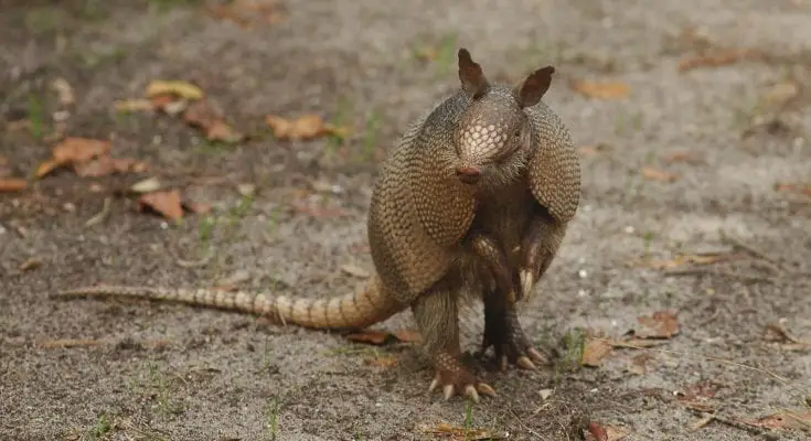 armadillo facts