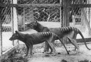 tasmanian tiger sightings