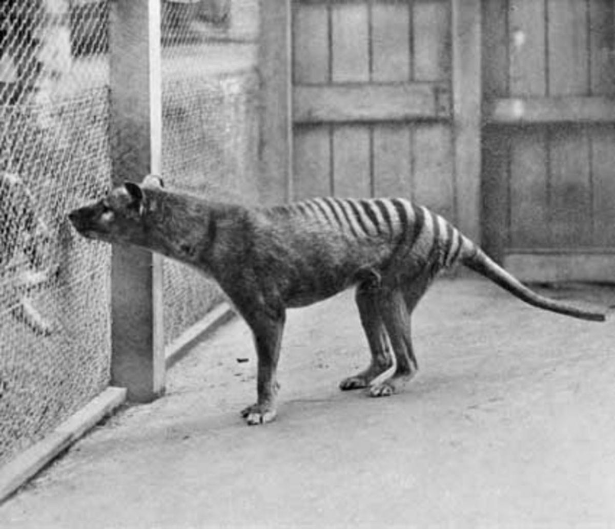 Tasmanian Tiger Facts Sightings Still Alive Exist