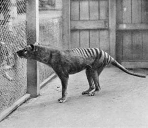 tasmanian tiger still alive