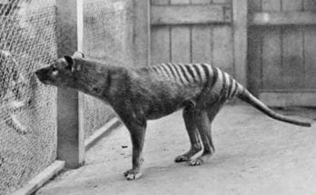 tasmanian tiger still alive