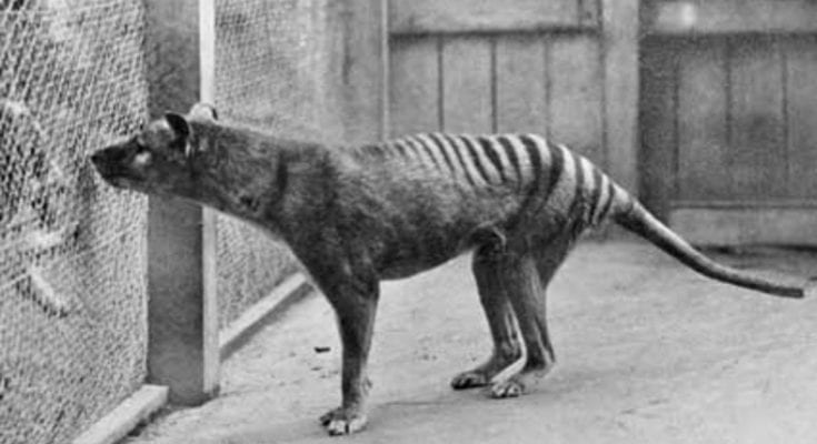 tasmanian tiger still alive