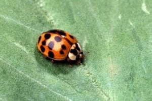 ladybird facts