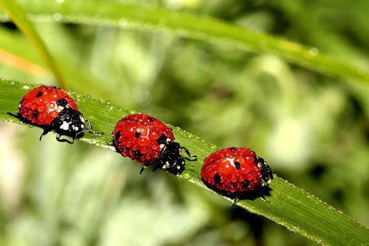 Ladybird Facts Lady Bug Beetle Bugs Bites Eat