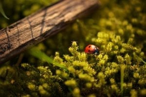 lady bugs