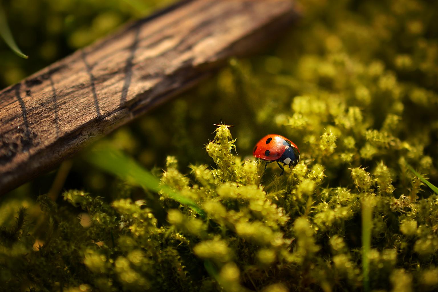 Ladybird Facts Lady Bug Beetle Bugs Bites Eat
