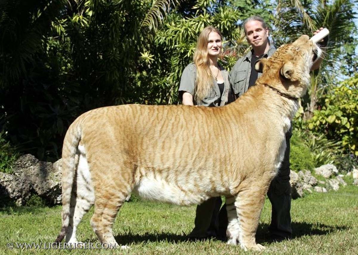 what is a liger