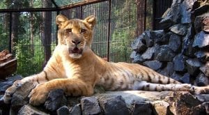 facts about ligers