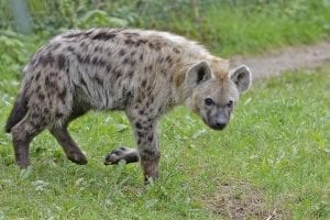 female hyena anatomy