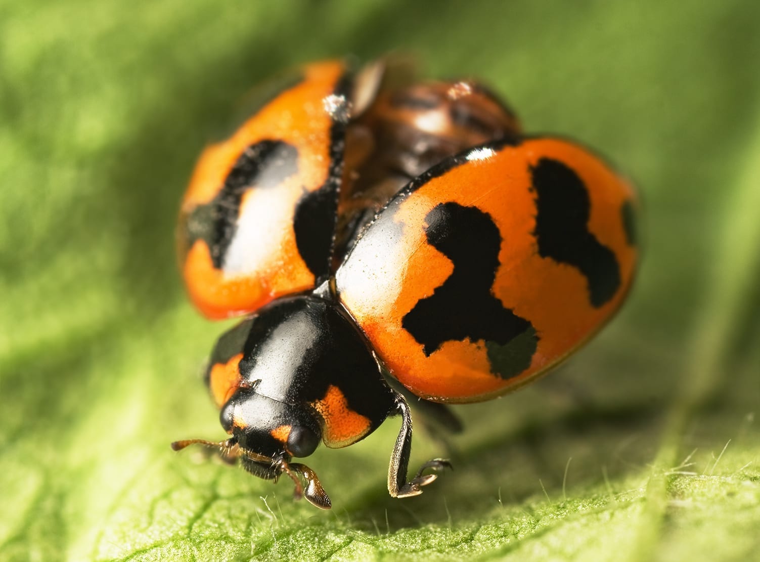 Ladybird