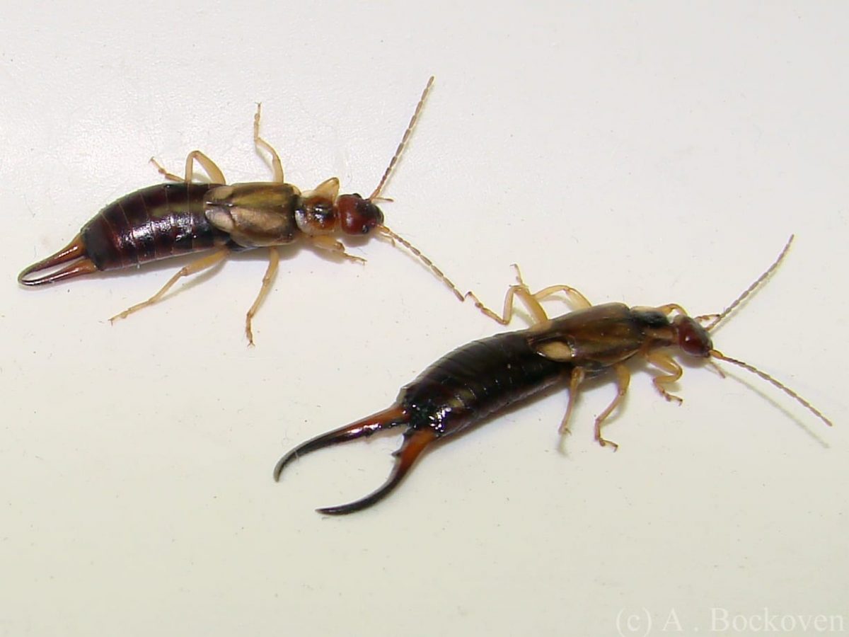 Earwigs Facts Earwig Bug Bite Ear Wick Get Rid Of