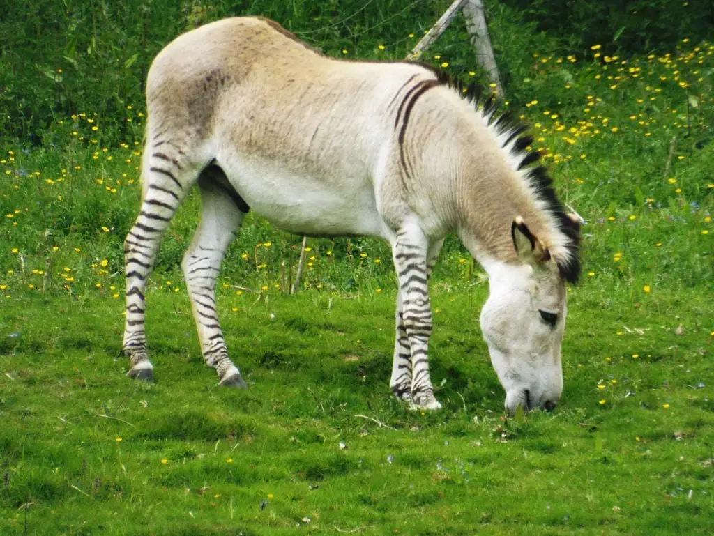 interesting facts about donkeys