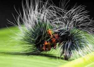what do caterpillars eat
