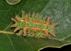 stinging caterpillar