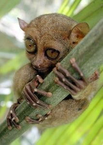 philippine tarsier facts
