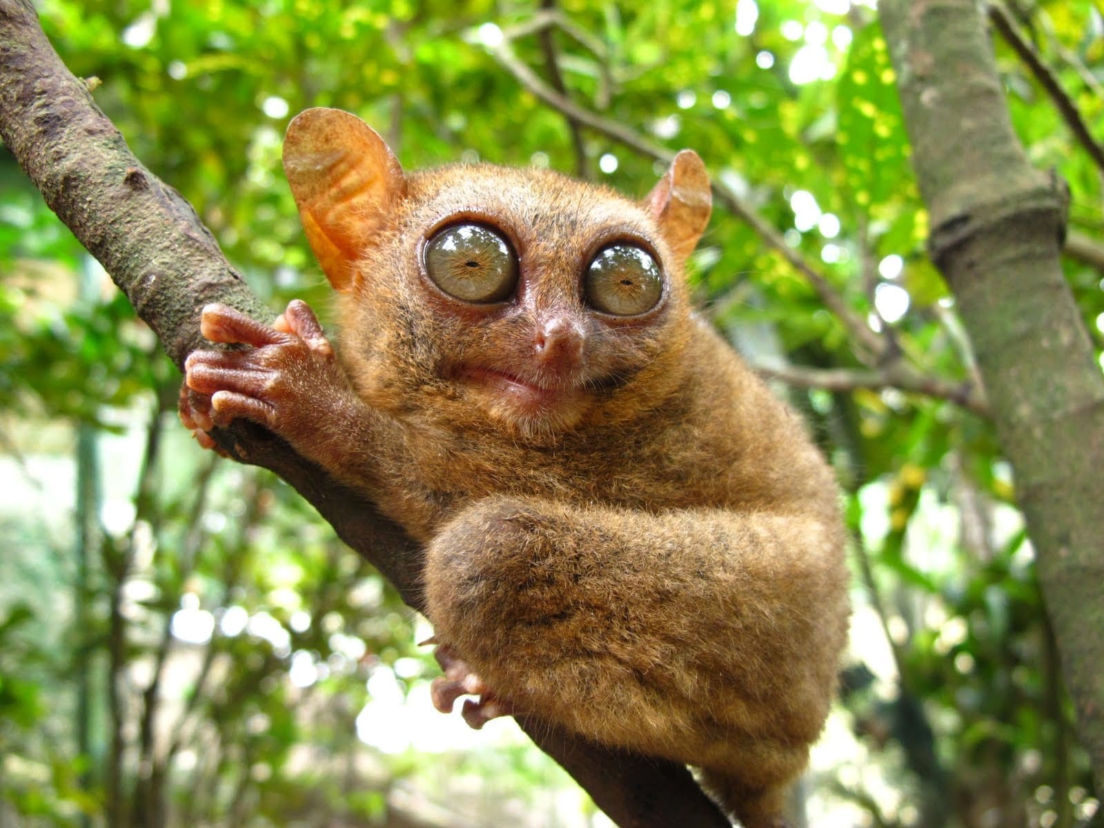 facts about tarsiers