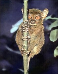 tarsier facts
