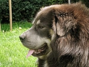 tibetan mastiff full grown