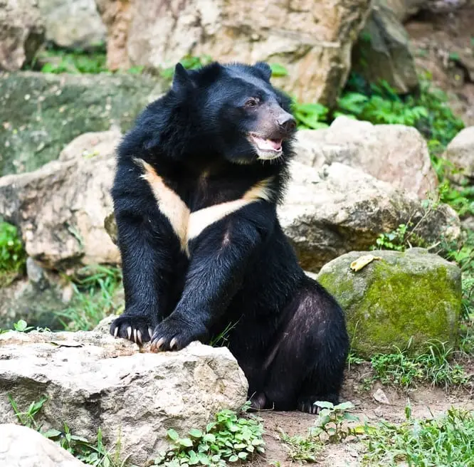 moon bear facts