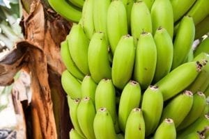 calories in a banana