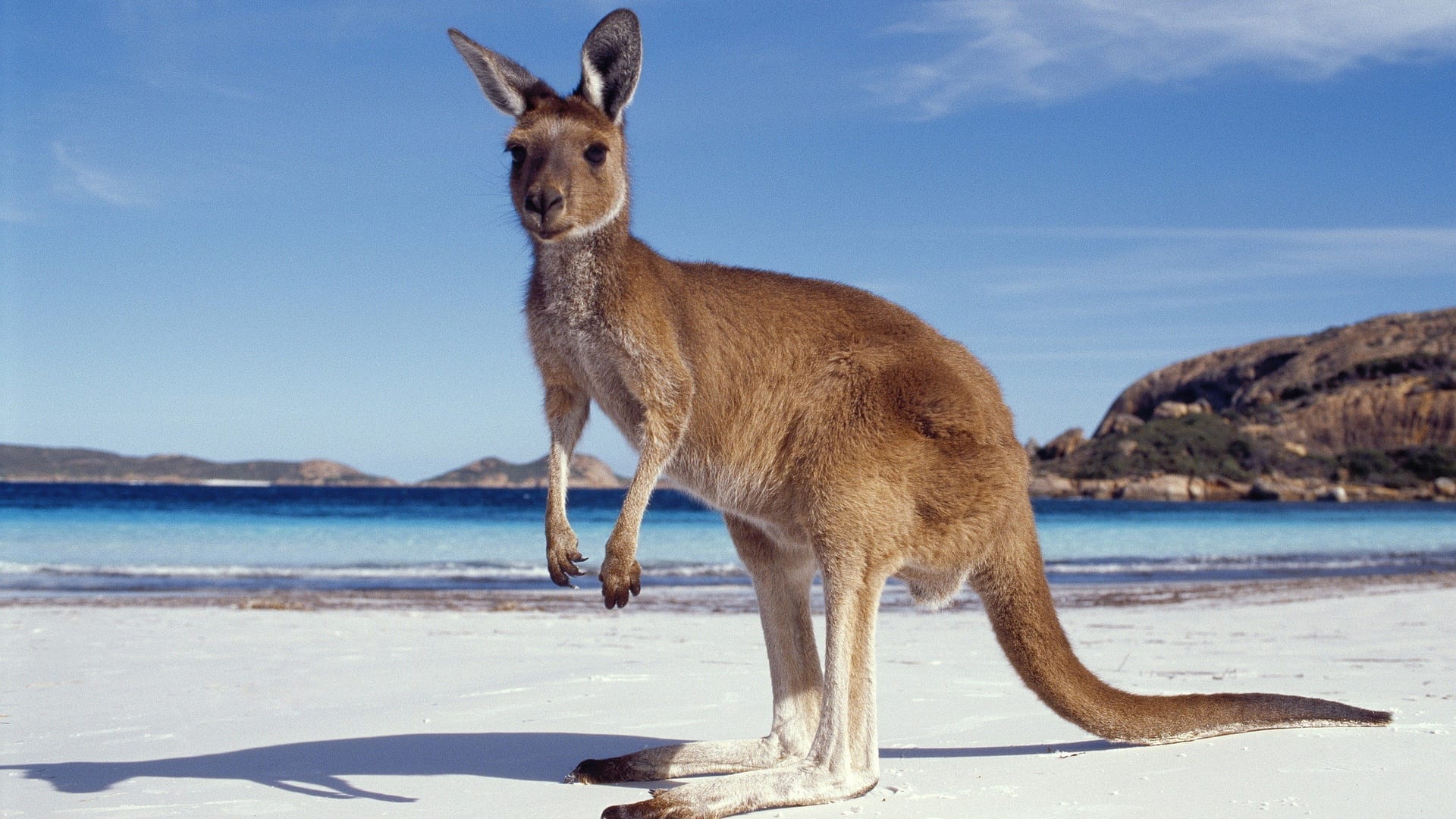 How do kangaroos protect themselves?