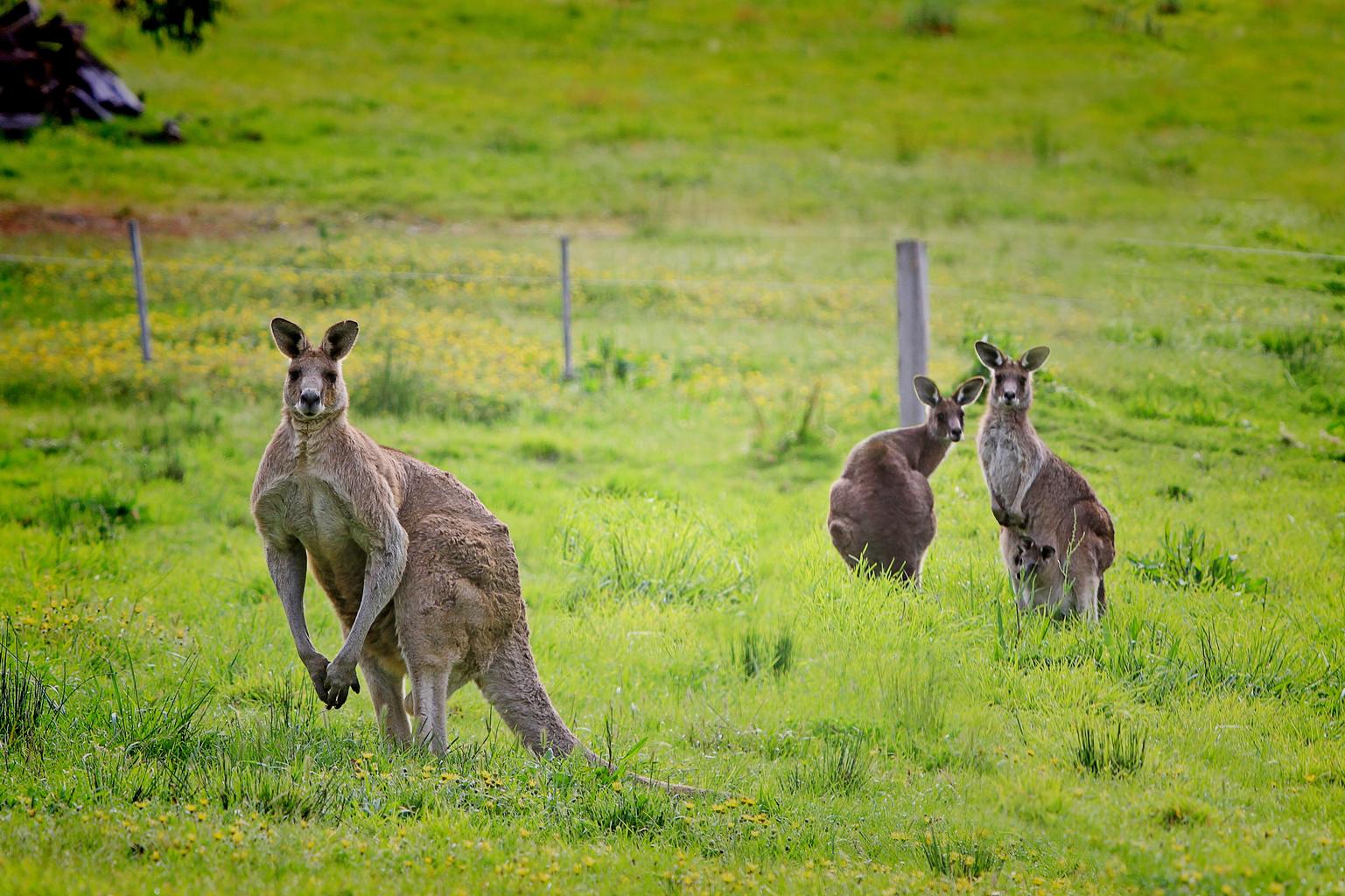 Kangaroo Facts | What Do Kangaroos Eat | Grass | Swim