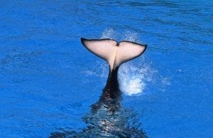what do killer whales eat