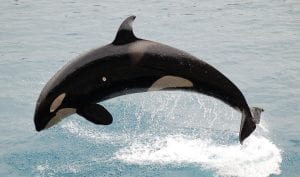 killer whale facts