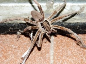 wolf spider facts